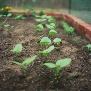 Beginner Gardening