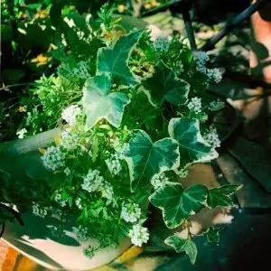 Container Gardening