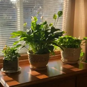 Indoor Gardening