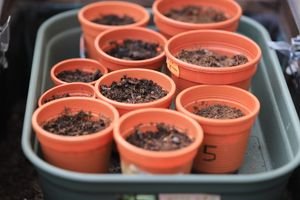 Orange plant pots filled with soil, ready for planting in a gardening setup.