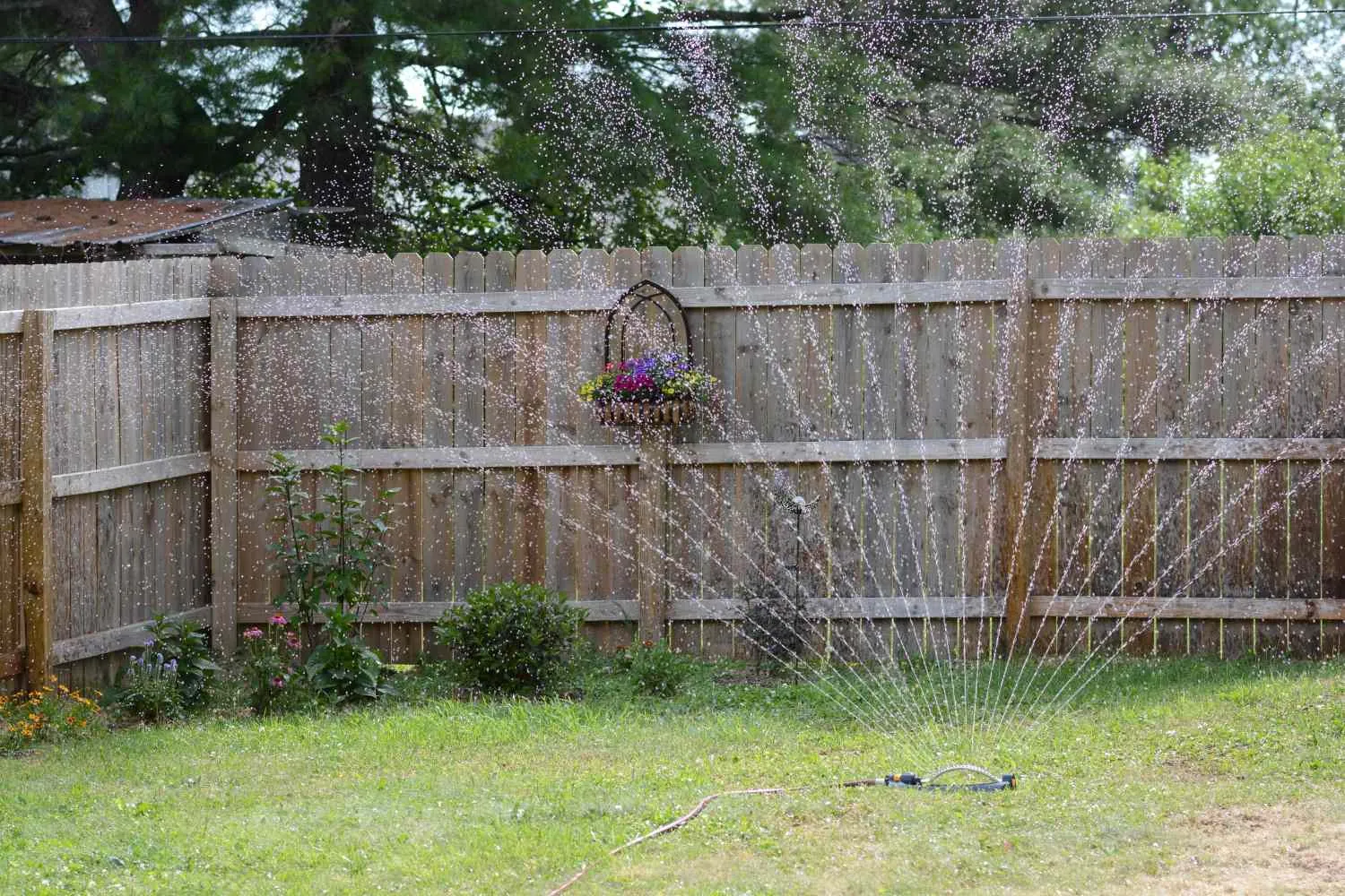 A basic sprinkler sitting on a patchy brown lawn needing better watering.