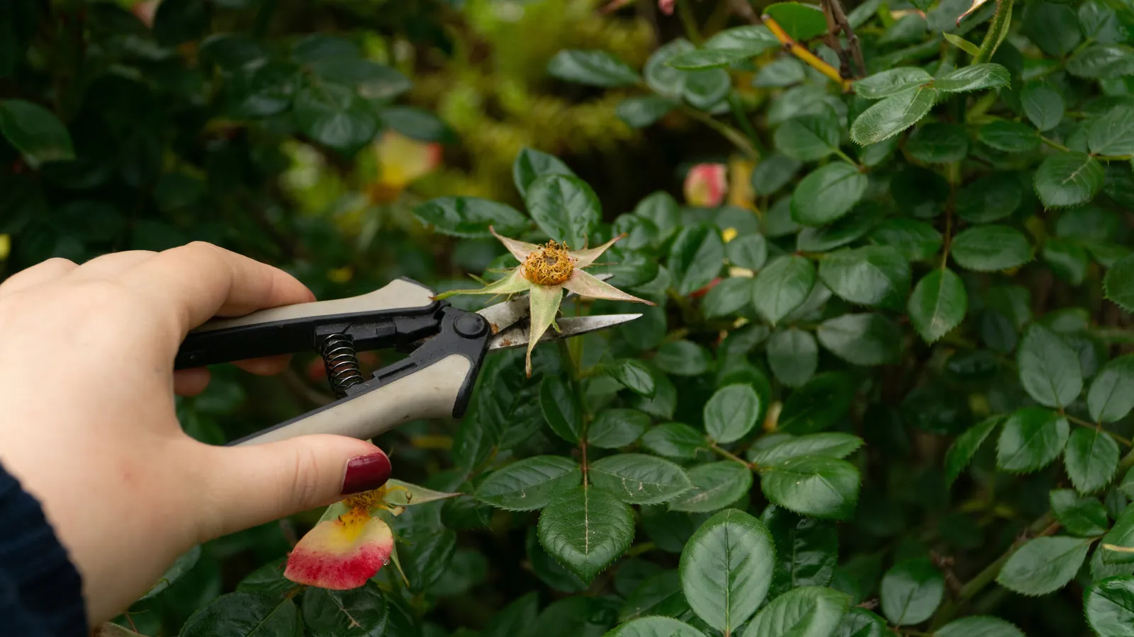 Blackberry canes - plants to prune in october