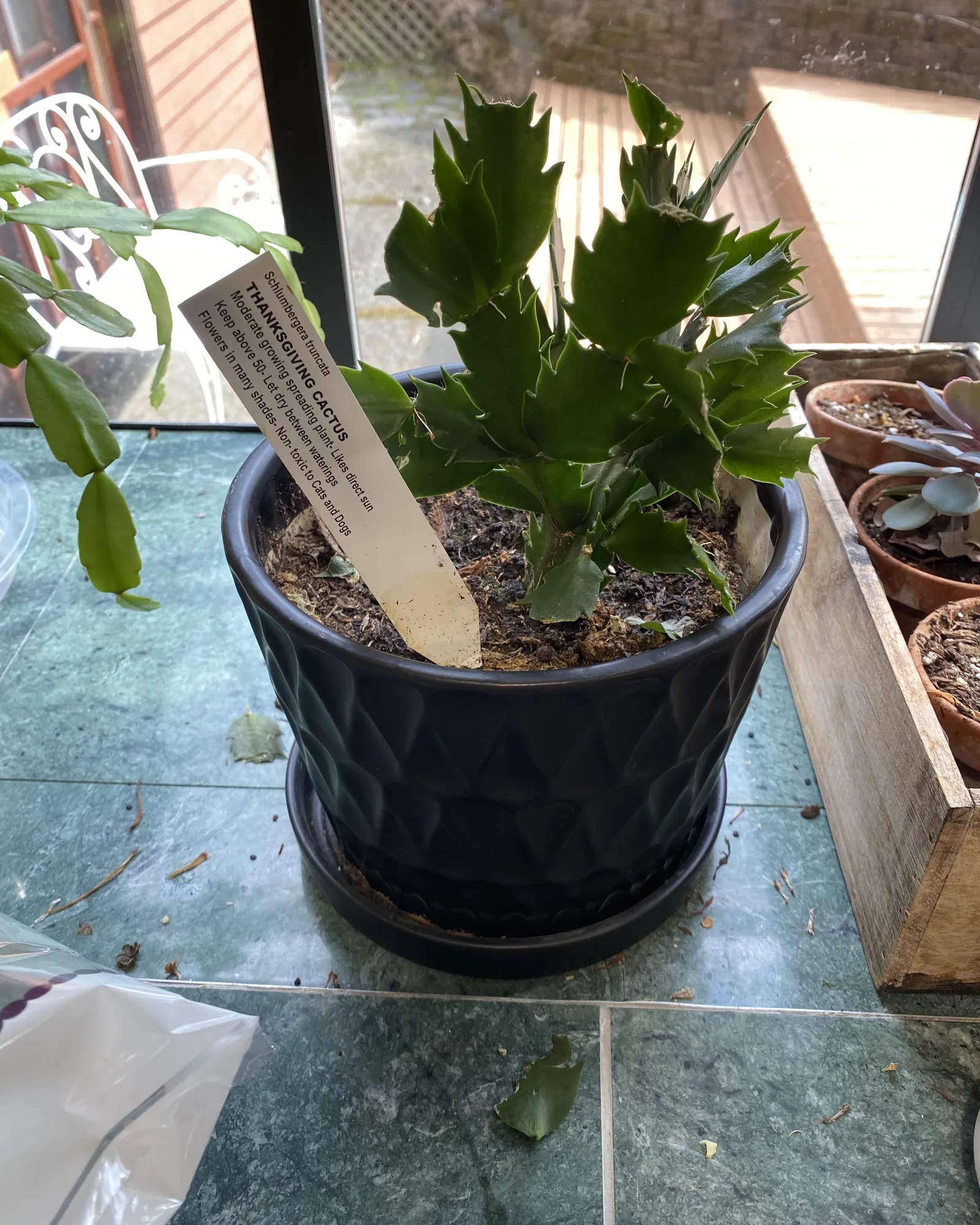 A blooming Thanksgiving cactus rests on a shelf beside a small watering can.