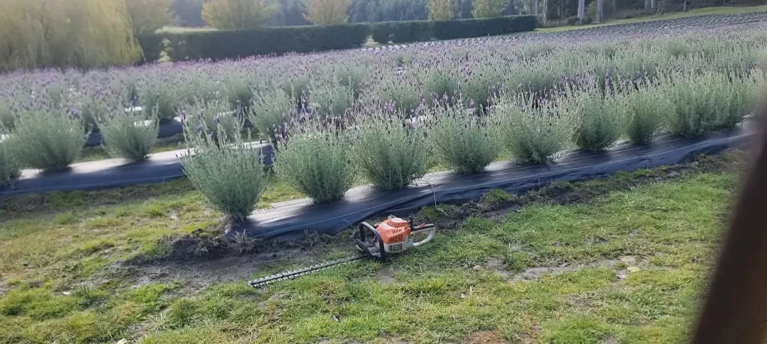 Bypass secateurs next to a correctly pruned lavender stem on wood.