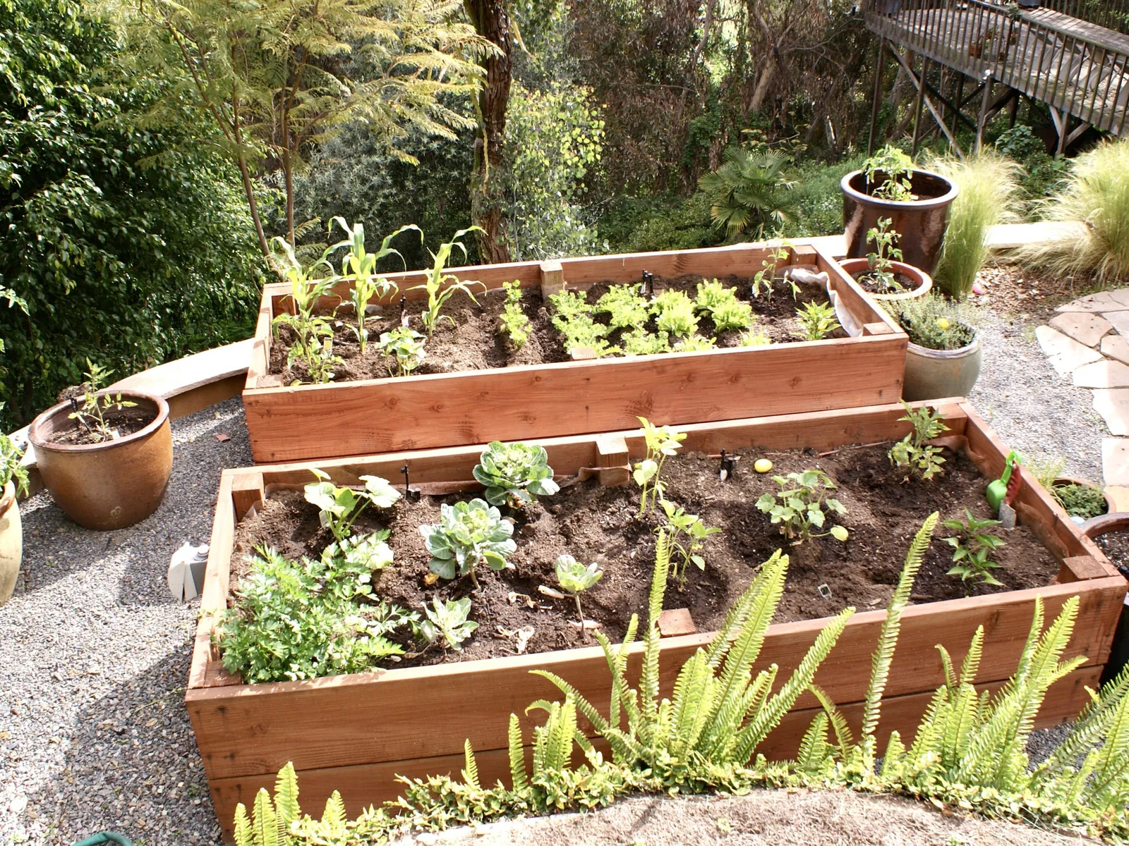 Cedar raised bed corner detail showing precise joinery and soil