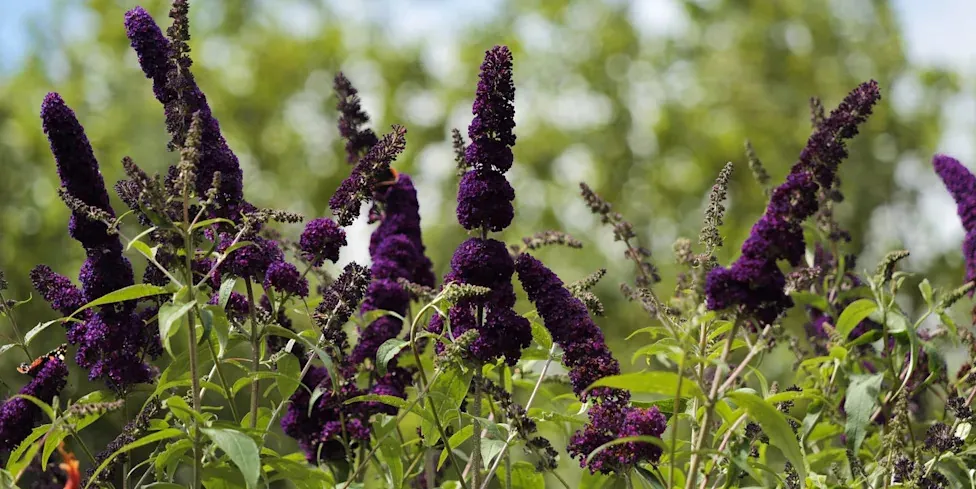 Choosing the right pruning method - plants to prune in october