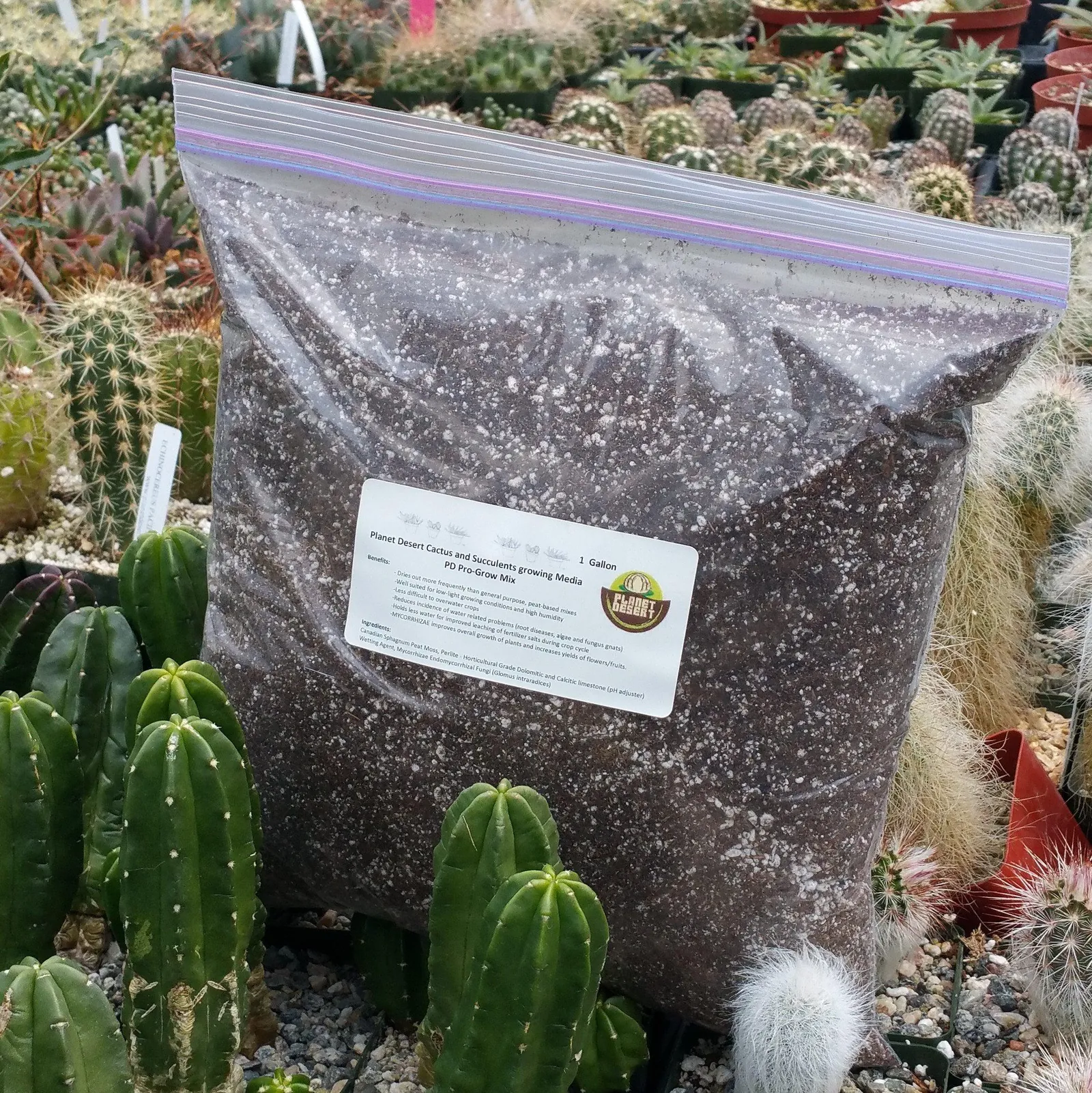 Chunky bark and perlite potting mix sits beside a potted Thanksgiving cactus.