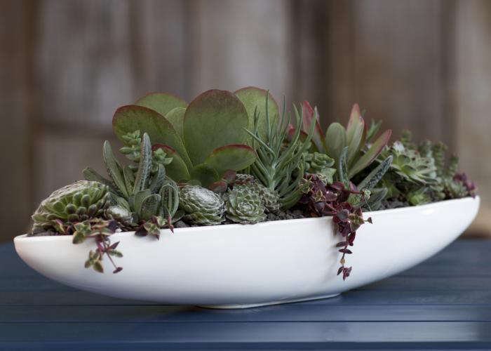 Best Tabletop Garden