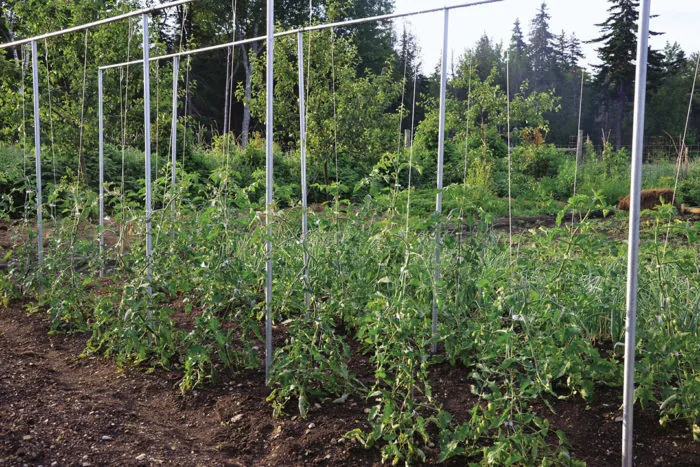 Determinate and indeterminate tomato plants showing different vertical growth habits
