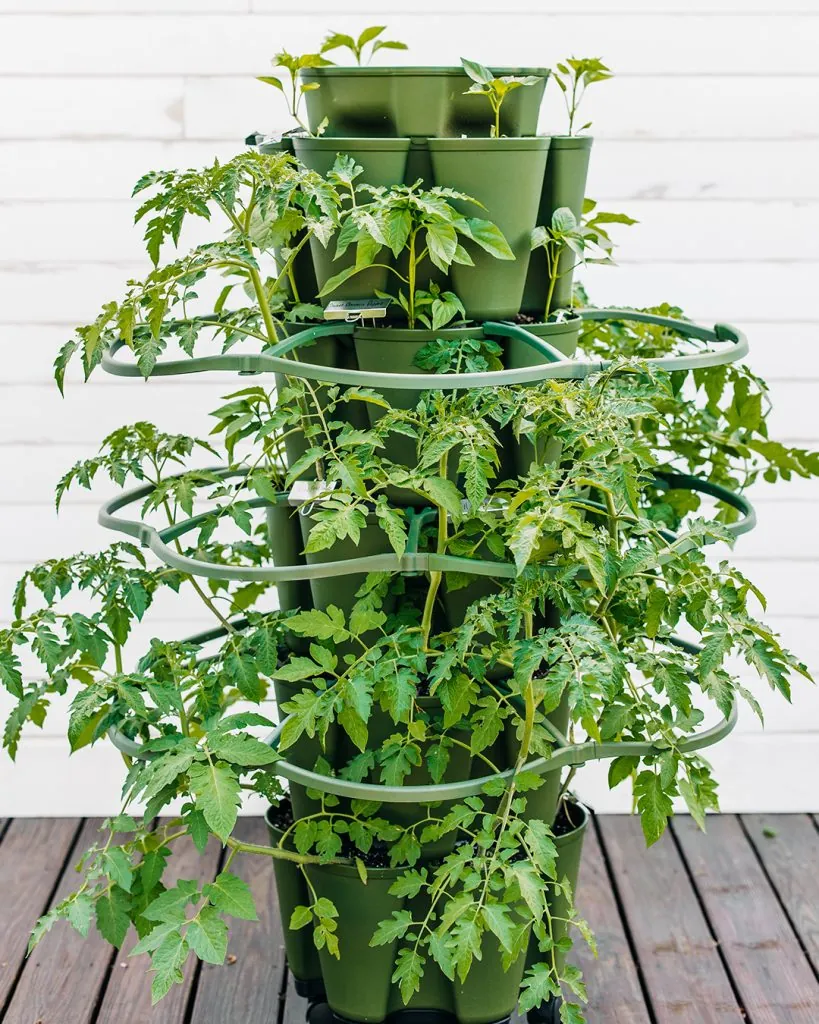 Diagonal bracing reinforcing a tomato trellis against wind damage