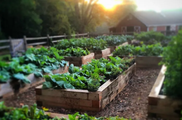 Elderly gardener tending lettuce in waist-high cedar raised bed