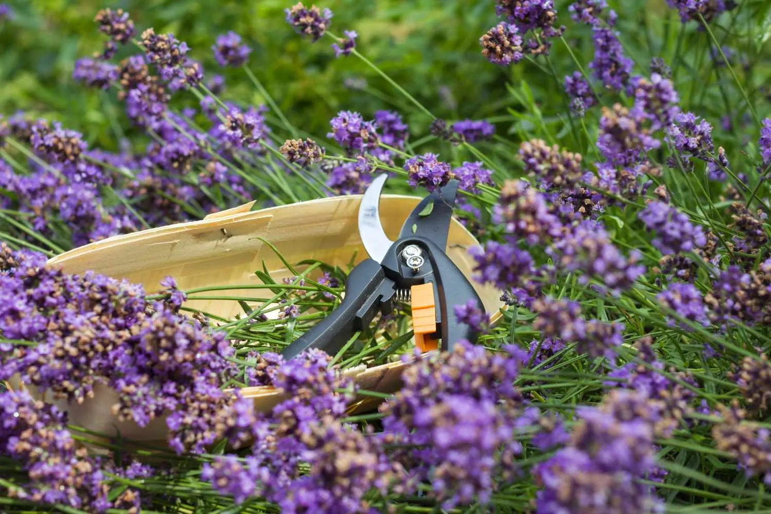 Established lavender bush prepared for October pruning in a cool autumn garden.