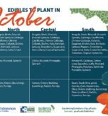 Best Vegetables to Plant in October in Florida
