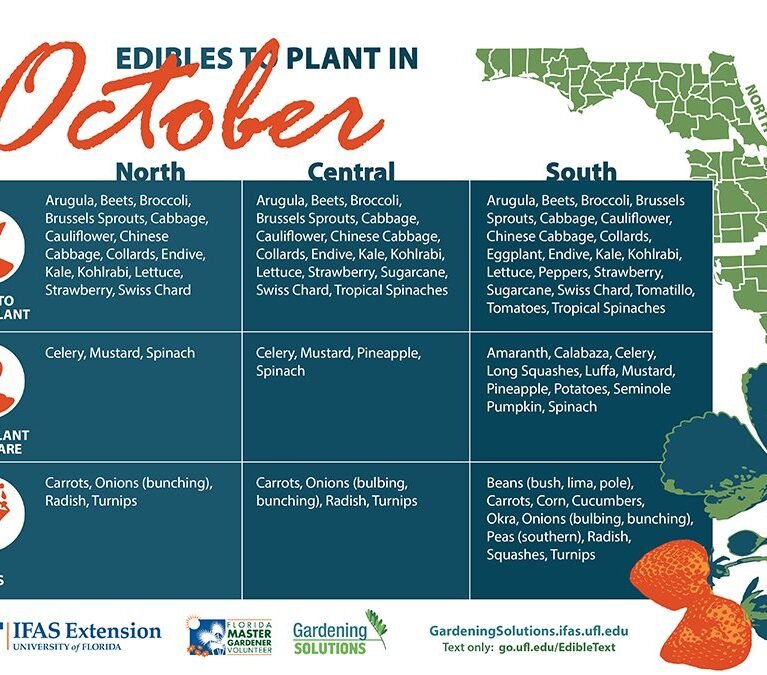 Best Vegetables to Plant in October in Florida