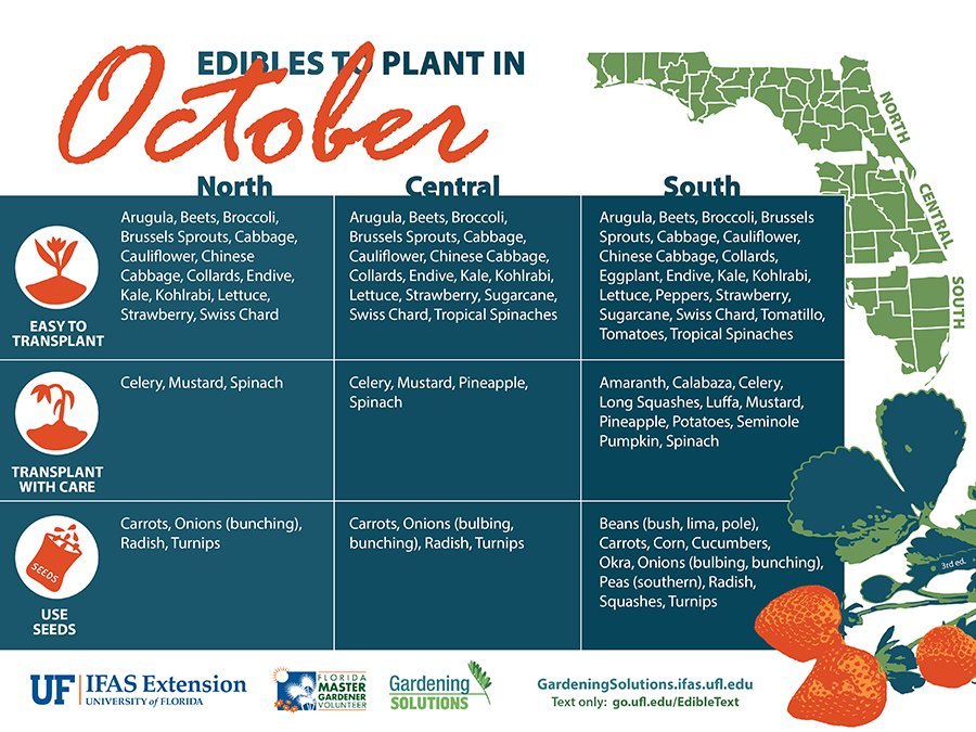 Best Vegetables to Plant in October in Florida