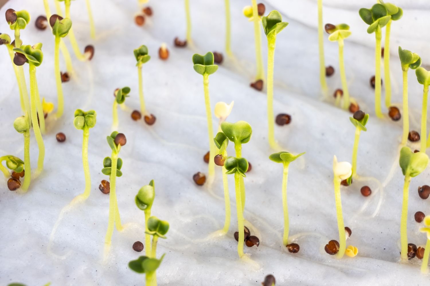 Gardener hands carefully planting a seed to begin the quickest way to germinate seeds.
