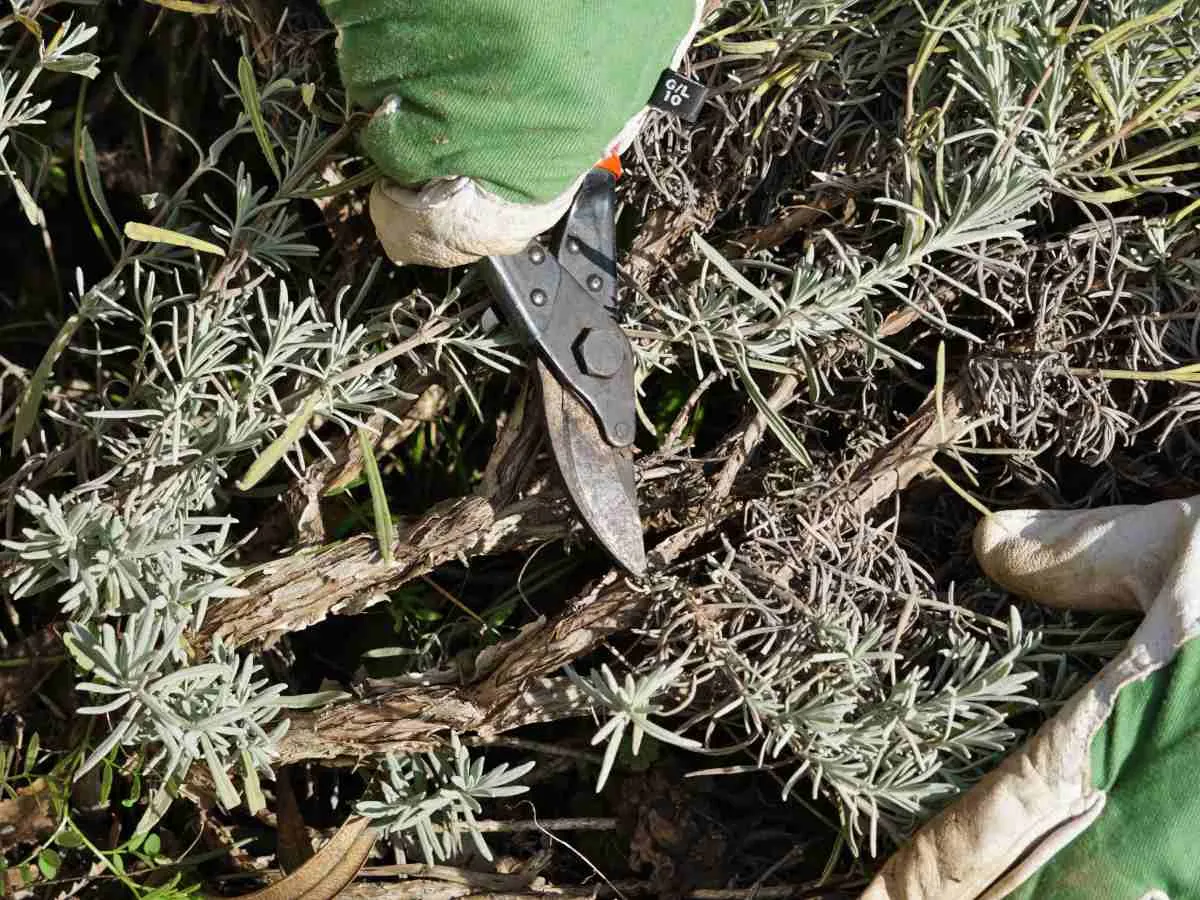 Gardener kneeling beside an overgrown leggy lavender plant near a brick path.