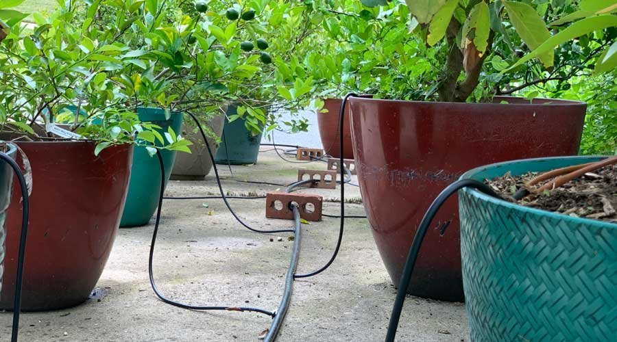 Drip Irrigation for Container Gardening