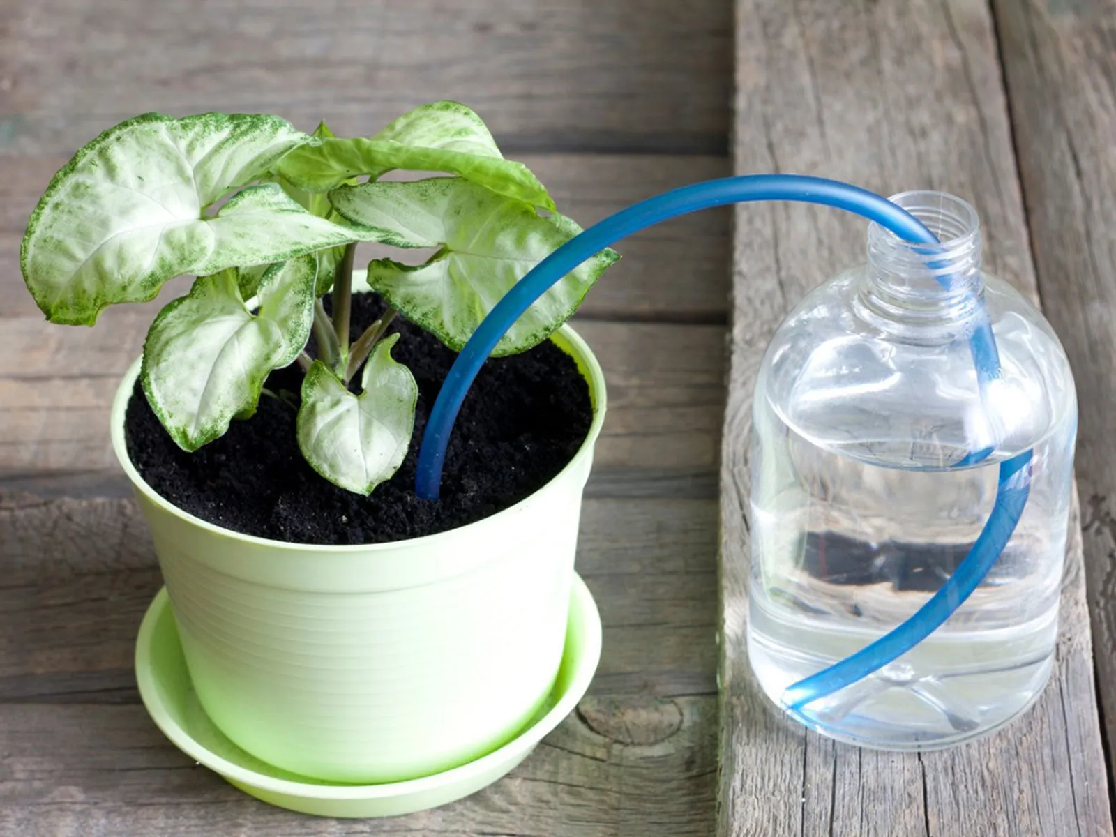 Hands coiling irrigation tubing to winterize a home plant drip system.