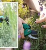 how to prune lavender in october