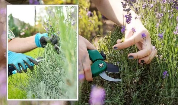how to prune lavender in october