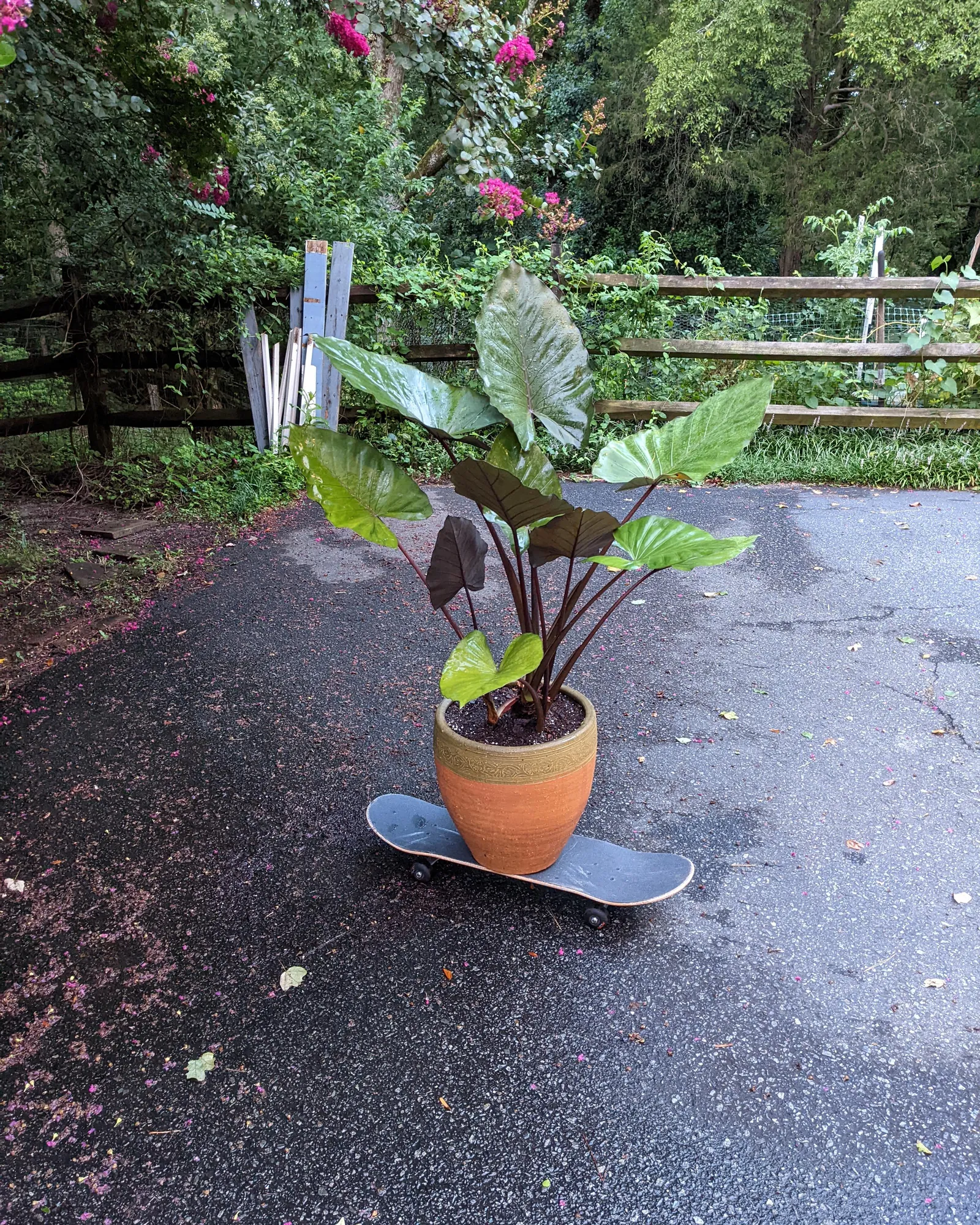 Lifting straps and a moving blanket placed under a heavy potted plant.