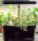 tabletop herb garden