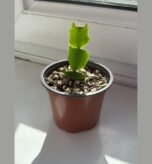 are thanksgiving cactus slow growing