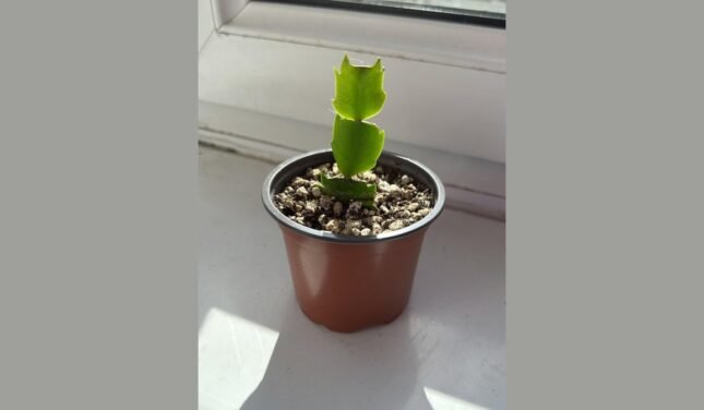 are thanksgiving cactus slow growing