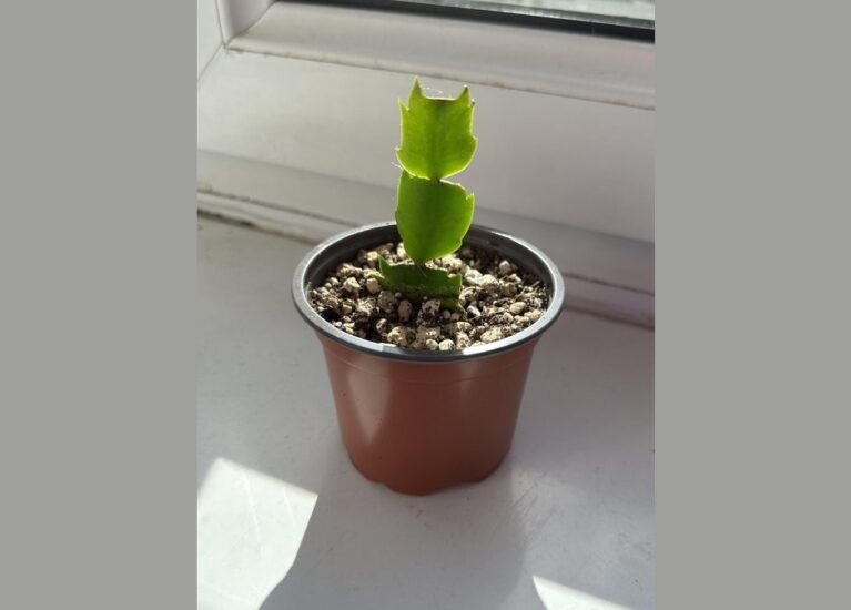 are thanksgiving cactus slow growing