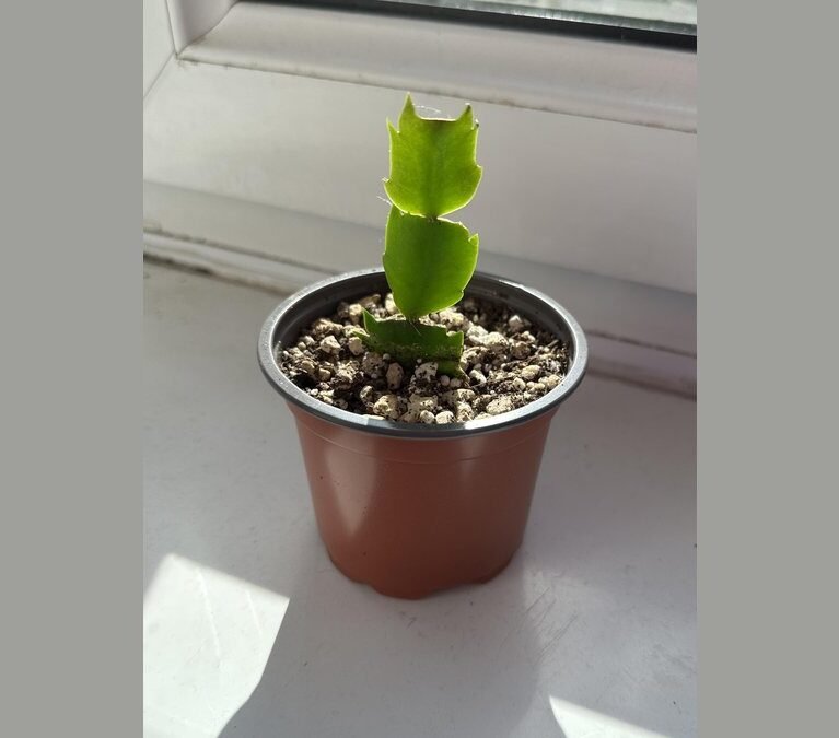 are thanksgiving cactus slow growing