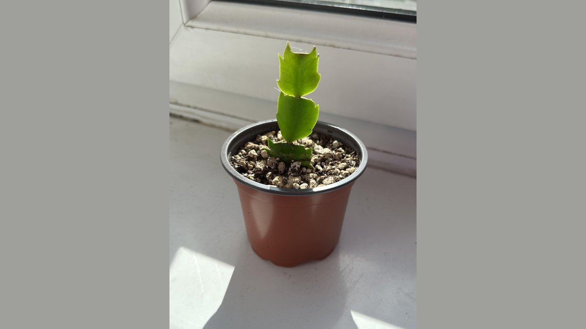 are thanksgiving cactus slow growing