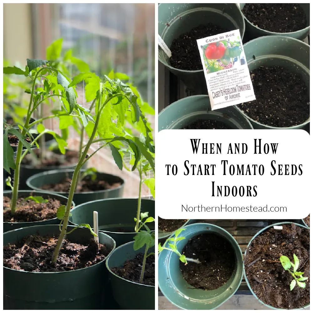 Mature tomato transplant in nursery pot beside seed starting trays
