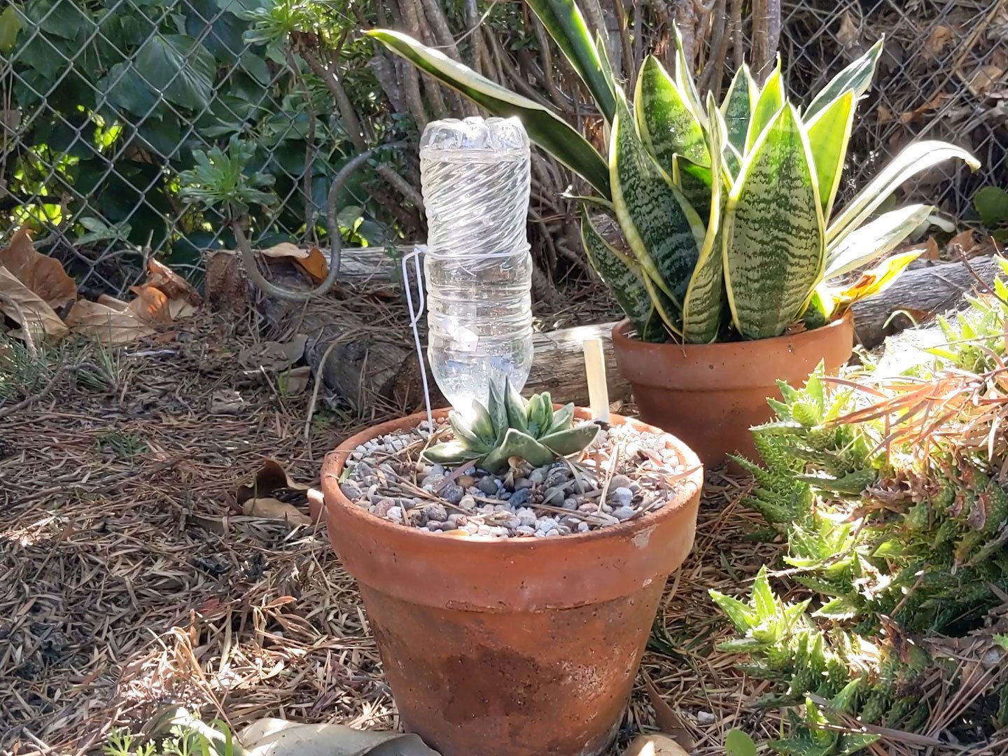 DIY Drip System for Potted Plants