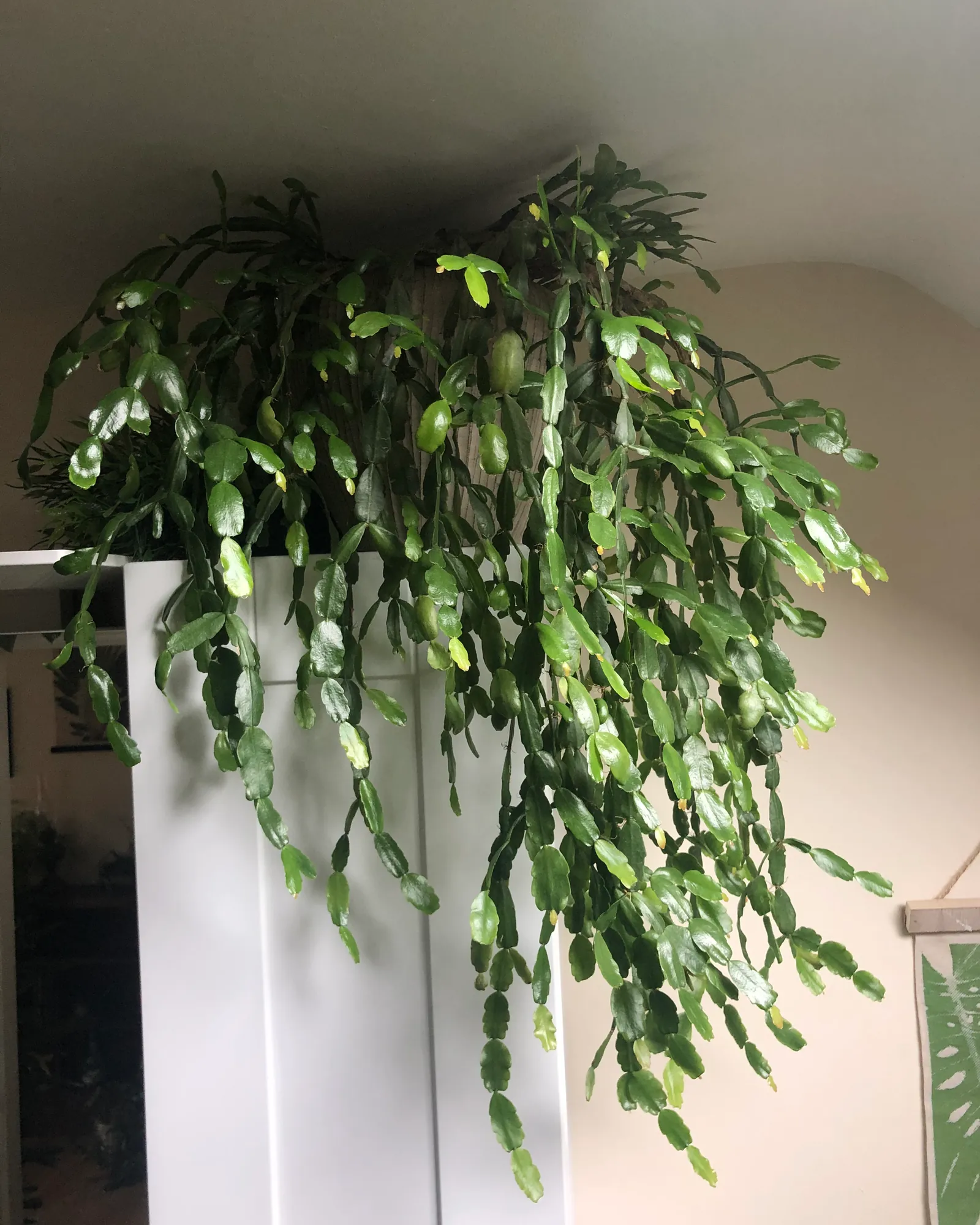 New stem segments sprout slowly from the tips of a Thanksgiving cactus branch.