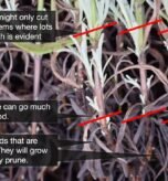 Can You Hard Prune Lavender