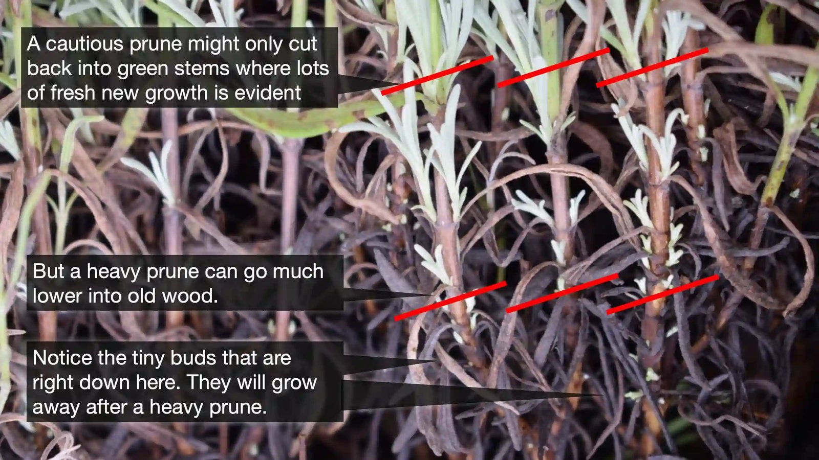 Can You Hard Prune Lavender