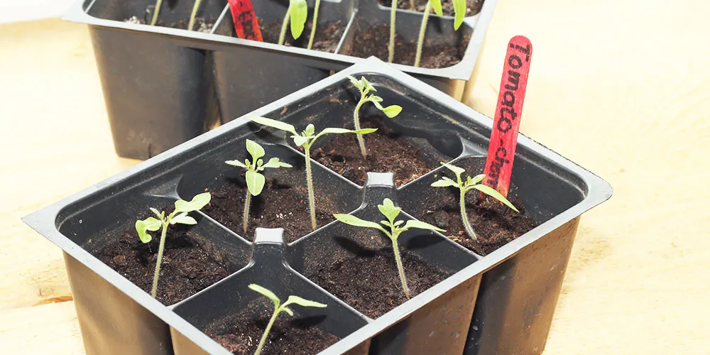 Person caring for tomato seedlings on a sunny kitchen windowsill