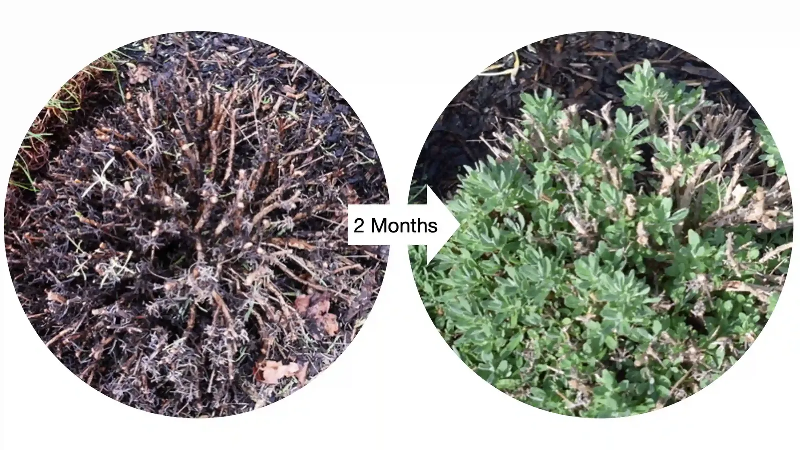 Pruning shears cutting a lavender stem just above a cluster of new leaves.