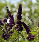 Plants to Prune in October