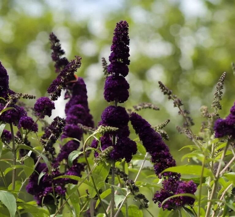 Plants to Prune in October