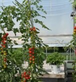 How to Vertical Garden Tomatoes