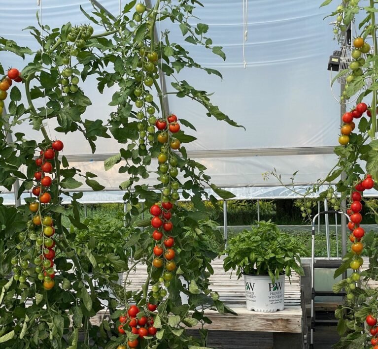 How to Vertical Garden Tomatoes