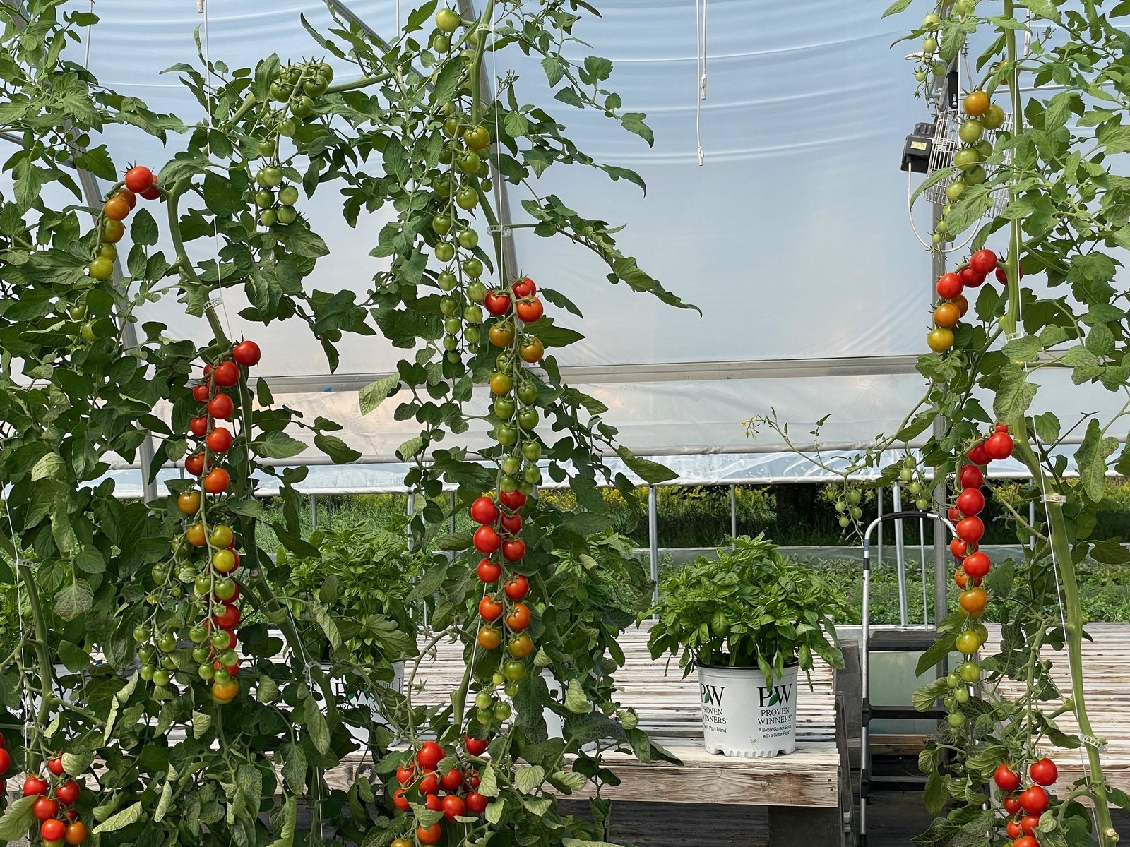 How to Vertical Garden Tomatoes