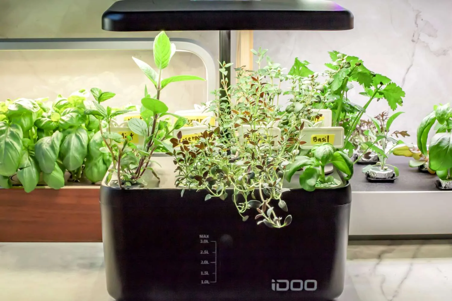 A small tabletop garden with microgreens growing in soil pods on a desk.