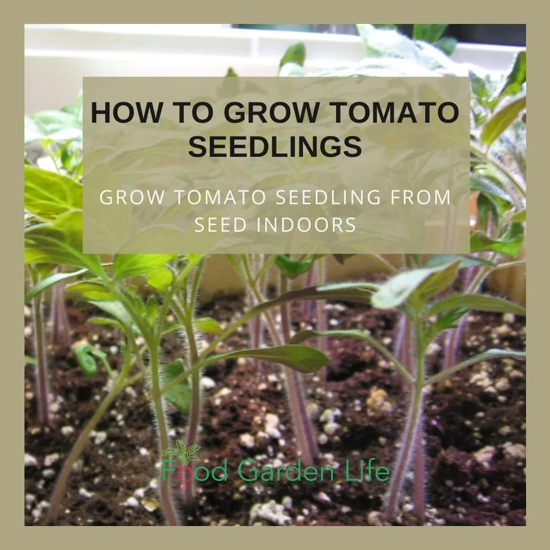 Sturdy tomato plants growing under adjustable full-spectrum grow lights