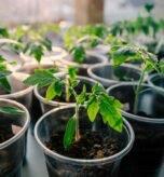 how to grow tomatoes from seeds indoors