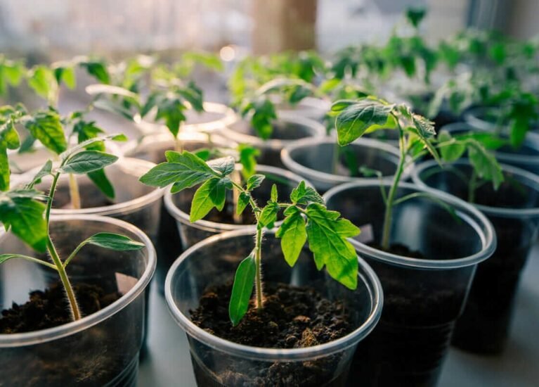 how to grow tomatoes from seeds indoors
