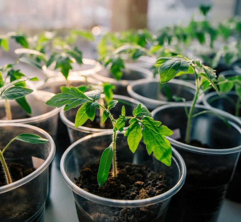how to grow tomatoes from seeds indoors