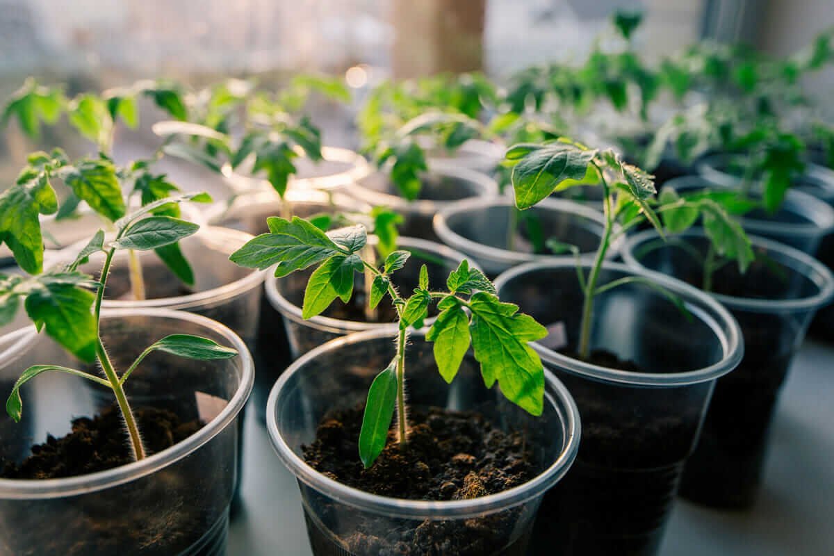 how to grow tomatoes from seeds indoors